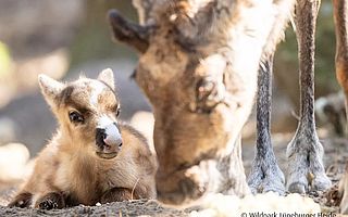 Wildpark & Baumwipfelpfad